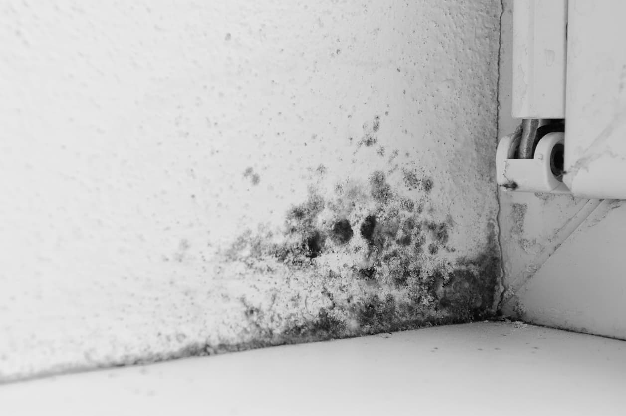 Types of Mold You Can Find in Florida Homes